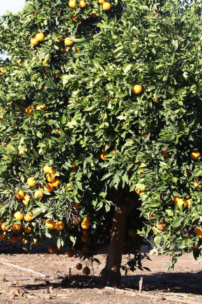            Habit (Riverside, CA)   